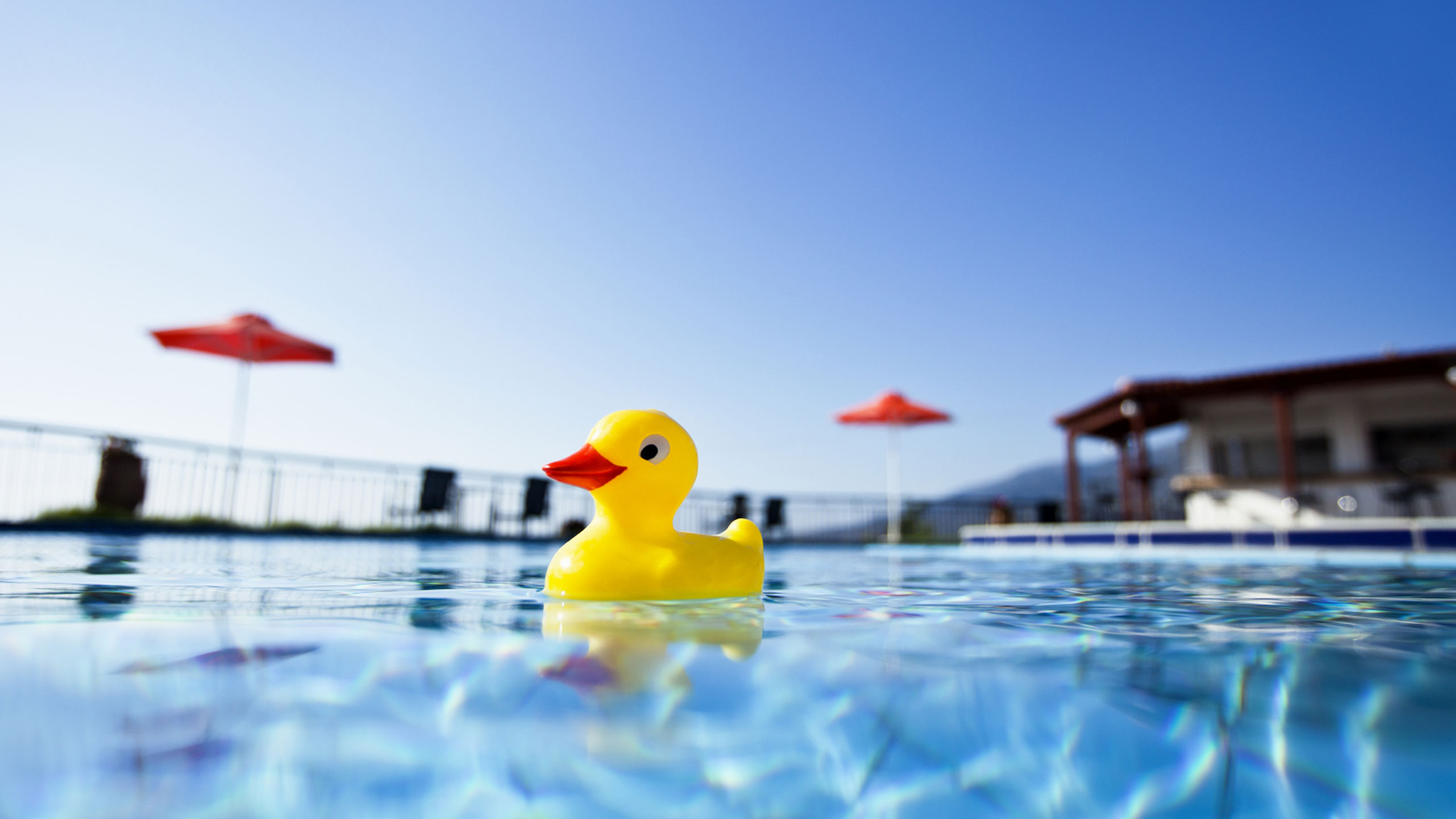 real rubber duck